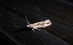 Strepsicrates ejectana