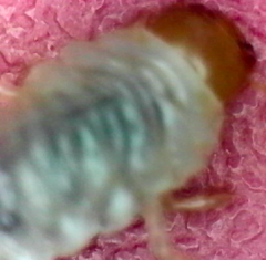 Stethaspis suturalis