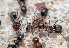 Iridomyrmex rufoniger