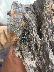 Neoclytus caprea