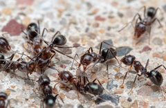 Iridomyrmex rufoniger