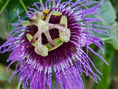 Passiflora amethystina