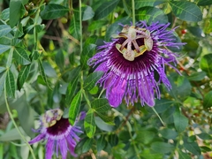 Passiflora amethystina