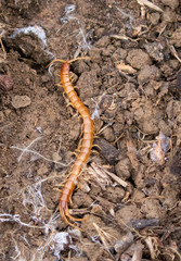 Scolopocryptops gracilis