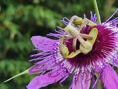 Passiflora amethystina