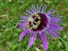 Passiflora amethystina