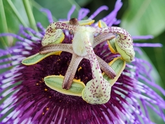 Passiflora amethystina