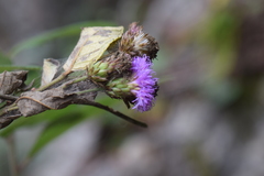 Vernonia alamanii