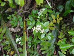 Scandia rosifolia