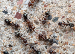 Iridomyrmex rufoniger