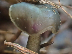 Helvella fibrosa