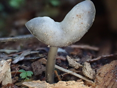 Helvella fibrosa