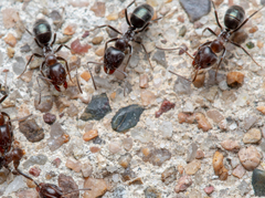 Iridomyrmex rufoniger