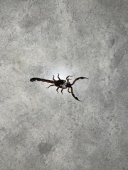 Centruroides gracilis