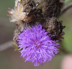 Vernonia alamanii