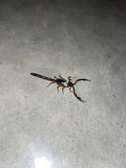 Centruroides gracilis