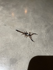 Centruroides gracilis