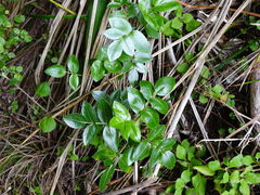 Scandia rosifolia