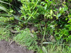 Scandia rosifolia