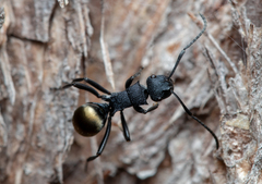 Polyrhachis euterpe