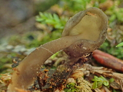 Helvella fibrosa