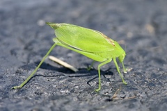 Amblycorypha rotundifolia