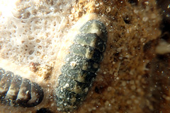 Ischnochiton subviridis