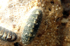 Ischnochiton subviridis