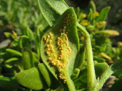 Puccinia tetragoniae