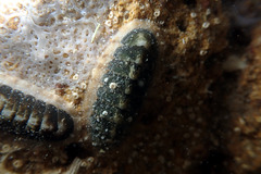 Ischnochiton subviridis