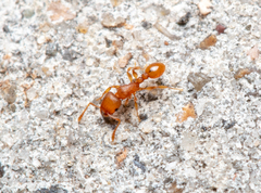 Tetramorium simillimum