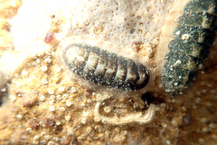 Ischnochiton subviridis