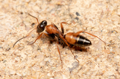 Opisthopsis picta