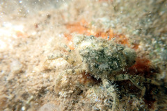 Pilumnus