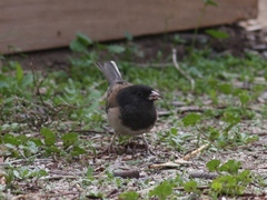 Junco hyemalis