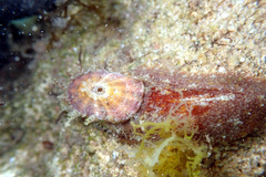 Amblychilepas oblonga