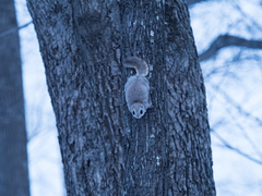 Pteromys volans orii