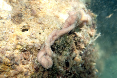 Baseodiscus delineatus