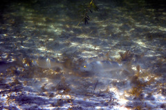 Aldrichetta forsteri