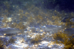 Aldrichetta forsteri