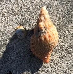 Austrotriton subdistortus