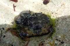 Pilumnus