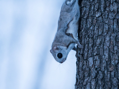 Pteromys volans orii