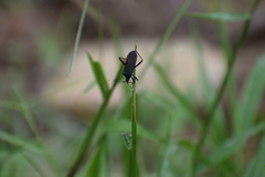 Leptoscelis flaviventris