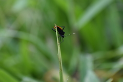 Leptoscelis flaviventris