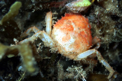 Leptomithrax gaimardii