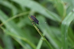 Leptoscelis flaviventris