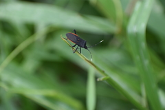 Leptoscelis flaviventris