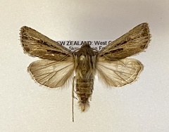 Agrotis innominata