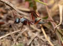 Camponotus dromas